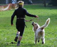 Prevence je lepší než léčba, to platí i v canicrossu 