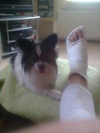 zátiší se psem a&nbsp;nohou v&nbsp;sádře